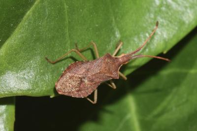<i>Haploprocta sulcicornis</i>