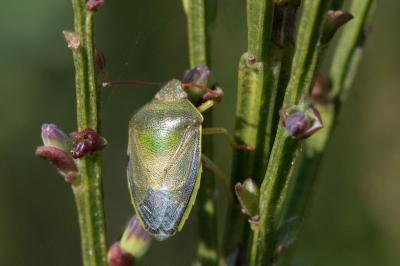 <i>Piezodorus lituratus</i>