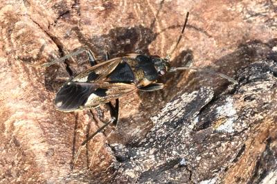 <i>Rhyparochromus vulgaris</i>