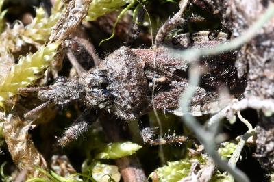 <i>Coranus griseus</i>