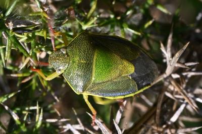 Piezodorus lituratus