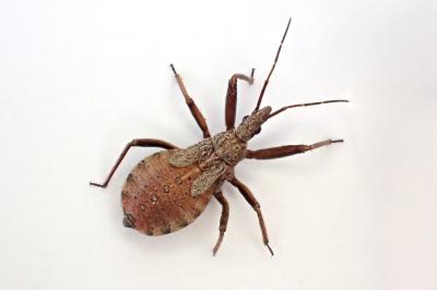 <i>Rhynocoris erythropus</i>