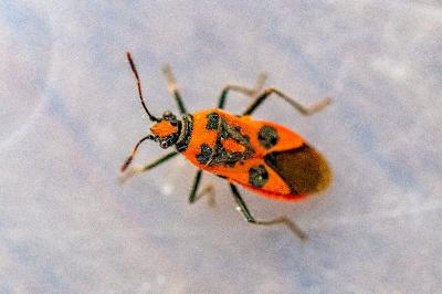 <i>Corizus hyoscyami</i>