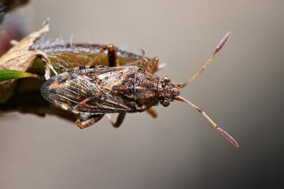 <i>Stictopleurus</i>