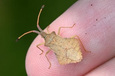 <i>Syromastus rhombeus</i>