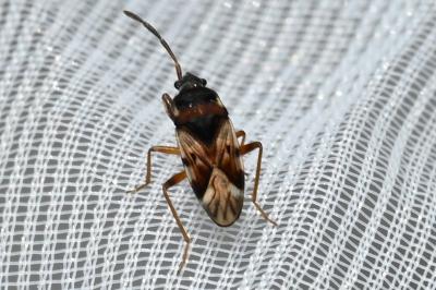 <i>Scolopostethus</i>