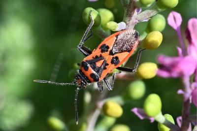 <i>Corizus hyoscyami</i>