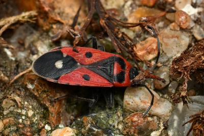 <i>Melanocoryphus albomaculatus</i>