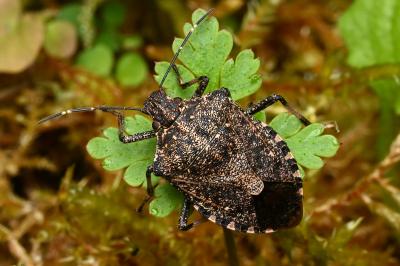 <i>Halyomorpha halys</i>