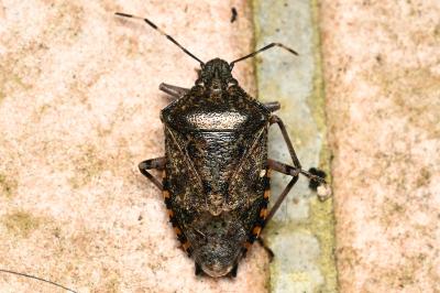 <i>Rhaphigaster nebulosa</i>