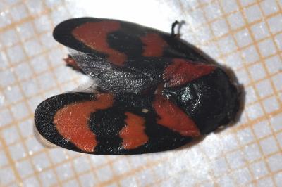 <i>Cercopis vulnerata</i>