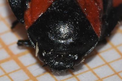 <i>Cercopis vulnerata</i>