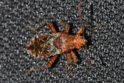 <i>Rhopalus subrufus</i>