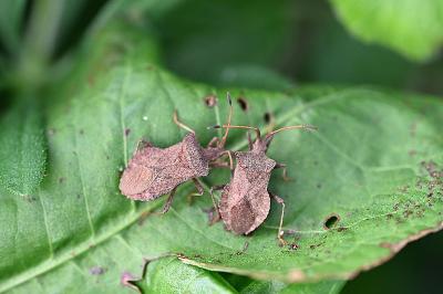 <i>Coreus marginatus</i>