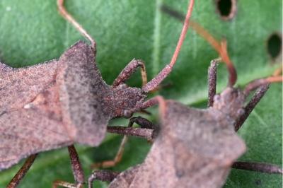 <i>Coreus marginatus</i>
