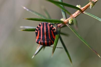 <i>Graphosoma italicum</i>
