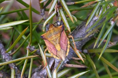<i>Carpocoris mediterraneus</i>