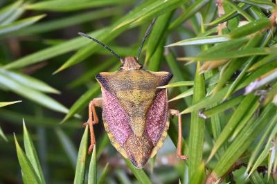 <i>Carpocoris mediterraneus</i>
