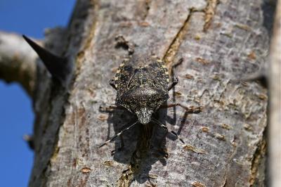 <i>Rhaphigaster nebulosa</i>