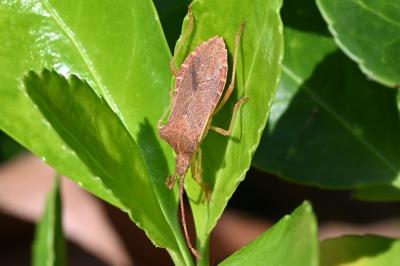 <i>Gonocerus acuteangulatus</i>