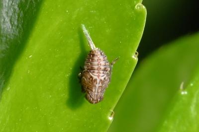 <i>Issus</i>