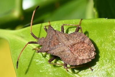 <i>Coreus marginatus</i>