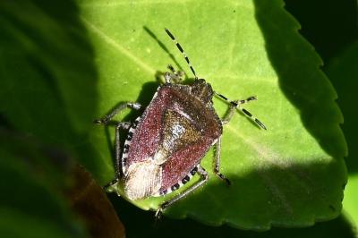 <i>Dolycoris baccarum</i>