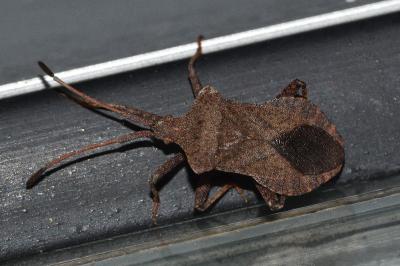 <i>Coreus marginatus</i>