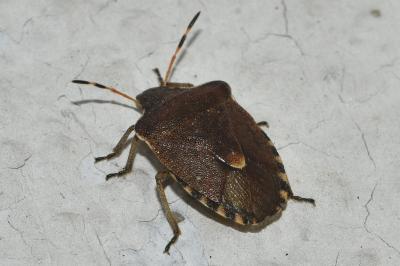 <i>Peribalus strictus</i>