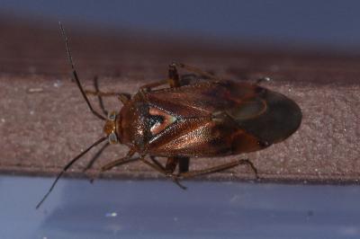 <i>Lygus pratensis</i>