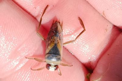 <i>Notonecta glauca</i>