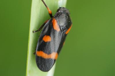 <i>Cercopis intermedia</i>
