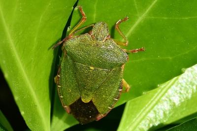 <i>Palomena prasina</i>