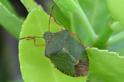 <i>Palomena prasina</i>