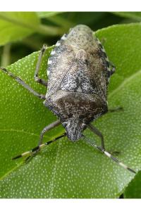 <i>Rhaphigaster nebulosa</i>