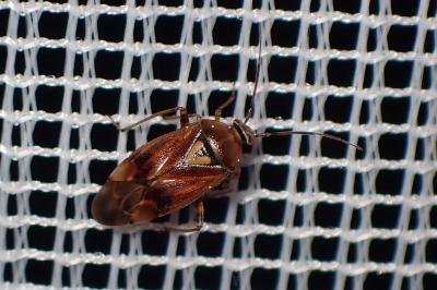 <i>Lygus pratensis</i>