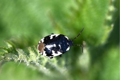<i>Tritomegas bicolor</i>