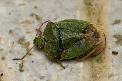 <i>Palomena prasina</i>
