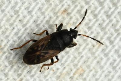 <i>Megalonotus sabulicola</i>