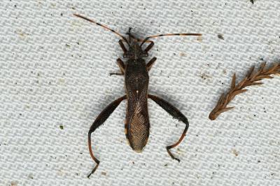 Camptopus lateralis