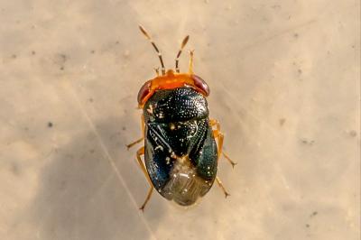 <i>Geocoris erythrocephalus</i>