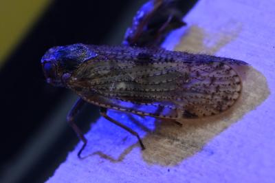 <i>Cixius</i>