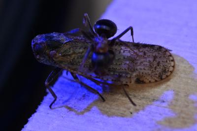 <i>Cixius</i>