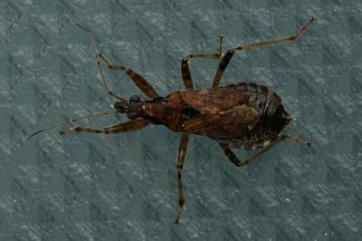 <i>Himacerus mirmicoides</i>
