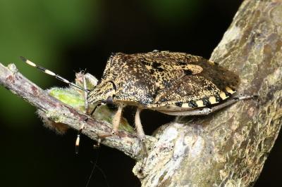 <i>Rhaphigaster nebulosa</i>