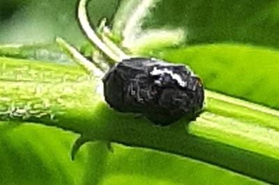 <i>Penthimia nigra</i>