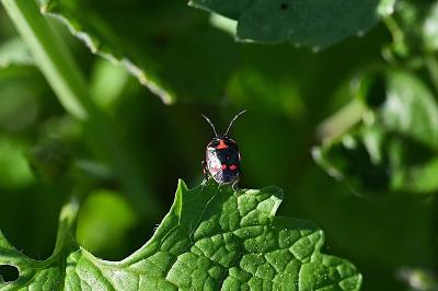 Eurydema oleracea