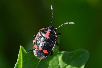Eurydema oleracea