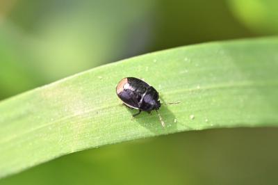 <i>Legnotus limbosus</i>