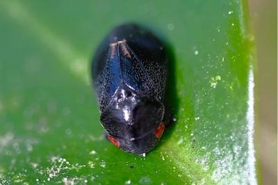 <i>Penthimia nigra</i>